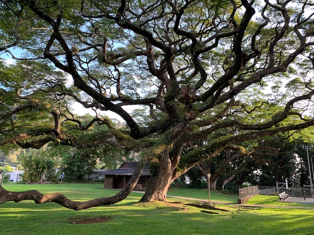 tree